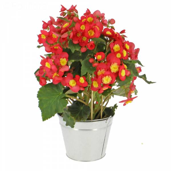 Begonia Valentín Rosa 