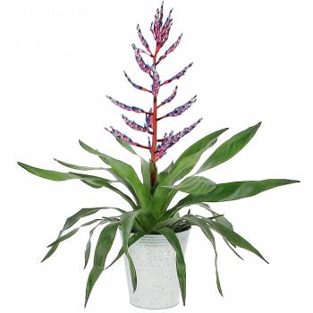 Plante - Bilbergia Blue Rain