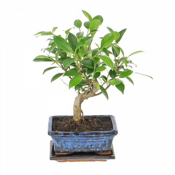 Sacred bonsai