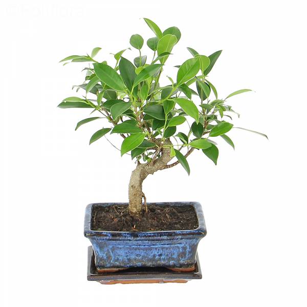 Heiliger Bonsai