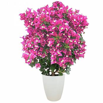 Flowering plant - Flamboyant Bougainvillea