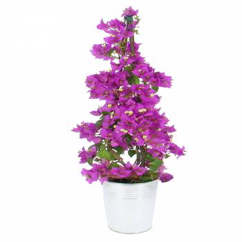 Plante fleurie - Bougainvillier Pyramide