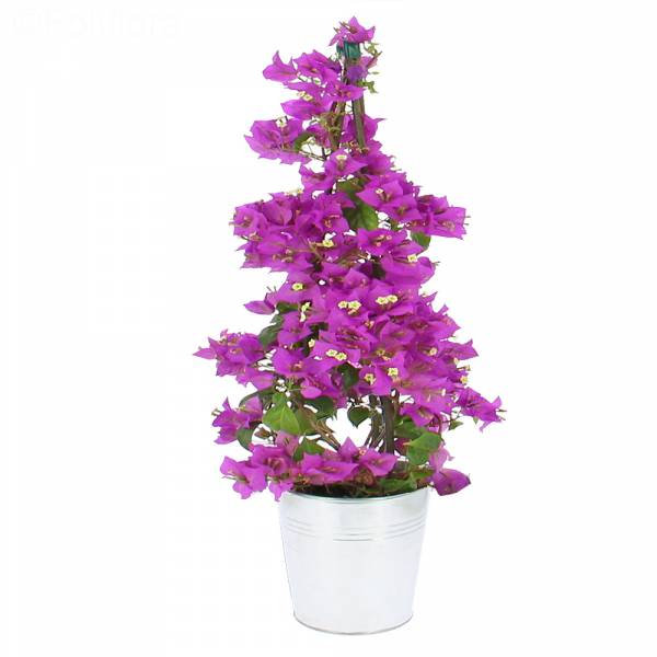 Bougainvillea-Pyramide