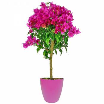 Flowering plant - Bougainvillea Stem