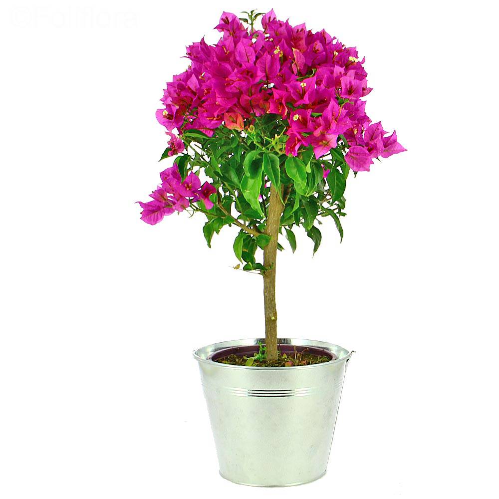 Bougainvillier Pyramide Attitude Jardin - Plante Fleurie Extérieure 70-80 Cm, Pot ⌀ 18 Cm