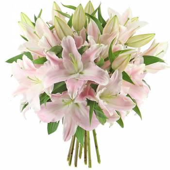  - Majestic Pink Lilies