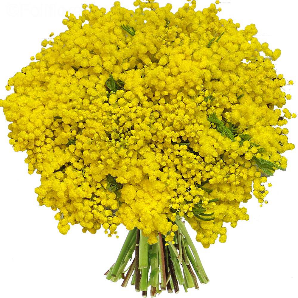 Livraison bouquet de mimosas - Bouquet de fleurs - Foliflora