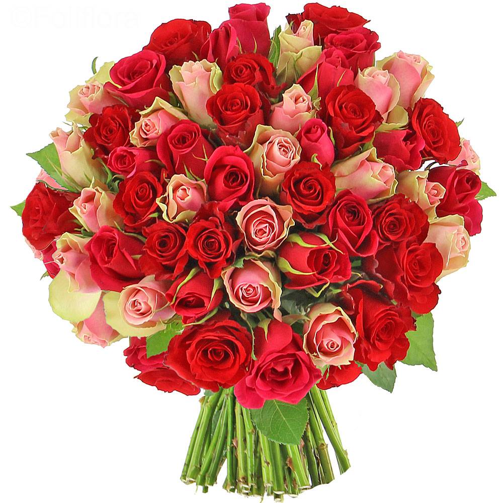 Delivery bold roses - 25 roses - Bouquet of roses - Foliflora