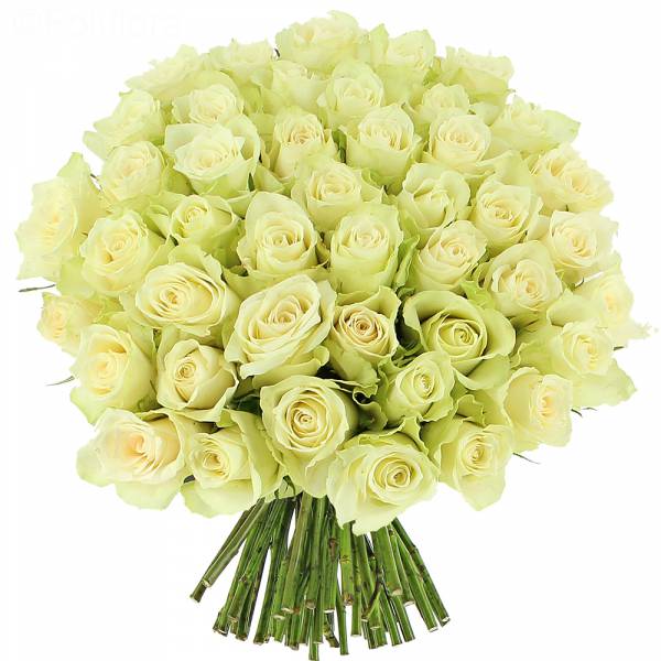 Elegance white roses