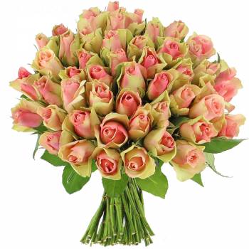 Livraison express : Roses Pinky - 25 Roses