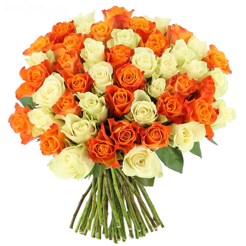 Delivery tonic roses - 25 roses - Bouquet of roses - Foliflora