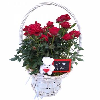 Flowering plant - Armful of roses