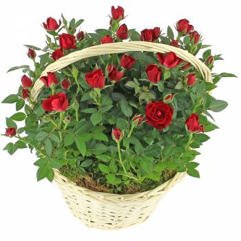 Planta com flores - Braçada romântica de rosas