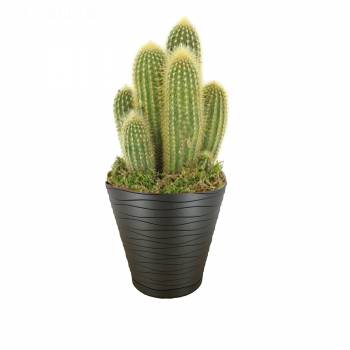 Green plant - Cactus
