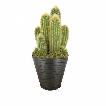 Plant - Cactus