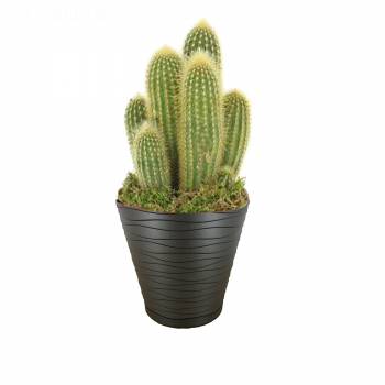 Groene plant - Cactus