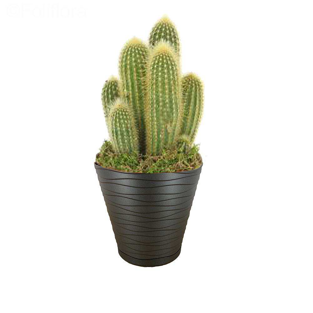 Livraison cactus - Plante verte - Foliflora