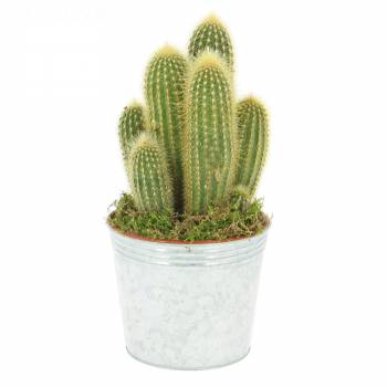 Plante verte - Cactus