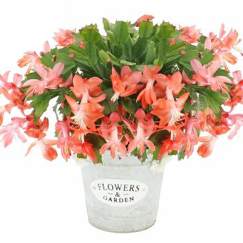 Plante fleurie - Cactus d'hiver