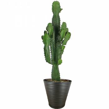 Green plant - Mexican cactus