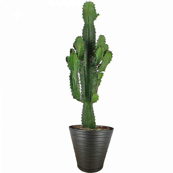 Cactus messicano