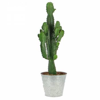 Plante verte - Cactus Mexicain