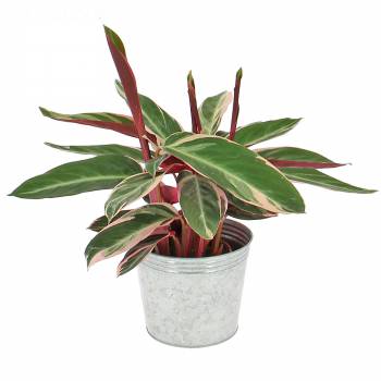 Yeşil bitki - Çok renkli calathea