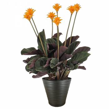Flowering plant - Calathea Crocata