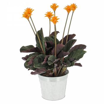 Plante fleurie - Calathea Crocata