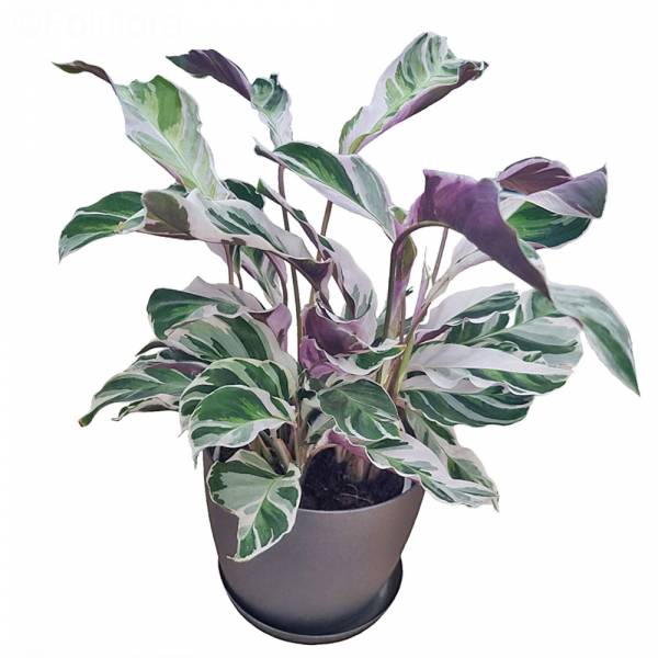 Calathea beyaz füzyonu