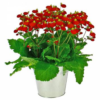 Çiçekli bitki - Çanta çiçeği