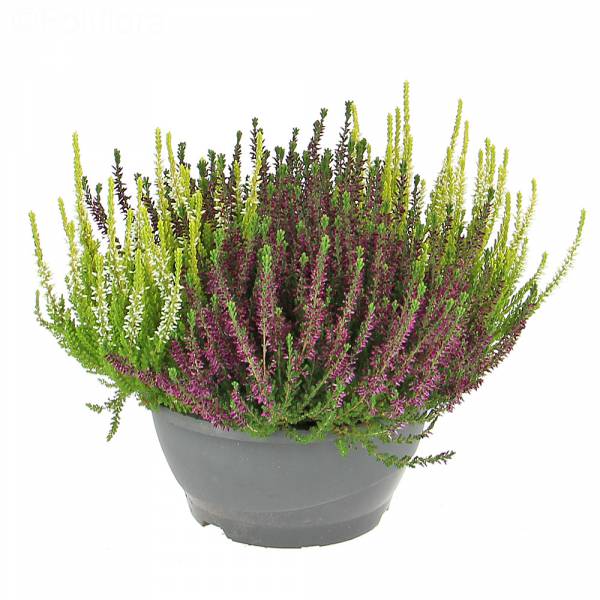 Calluna