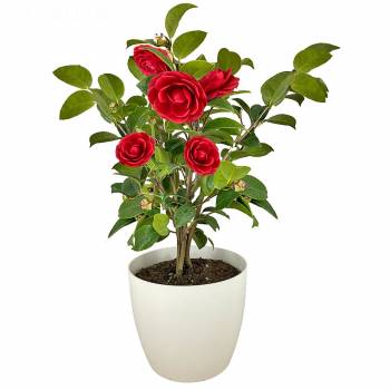 Flowering plant - Camellia