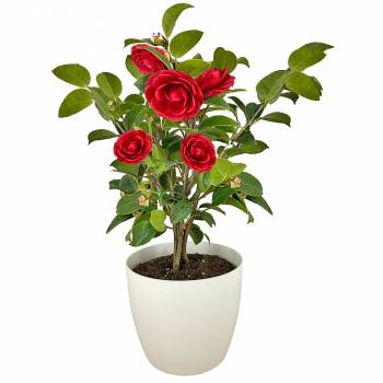 Bloeiende plant - Camelia