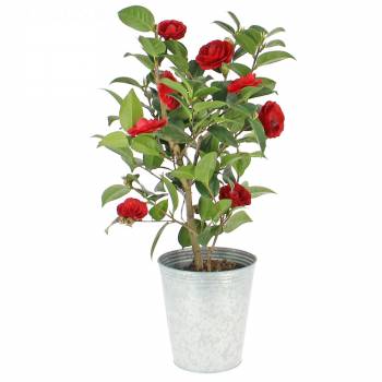 Plant - Camellia