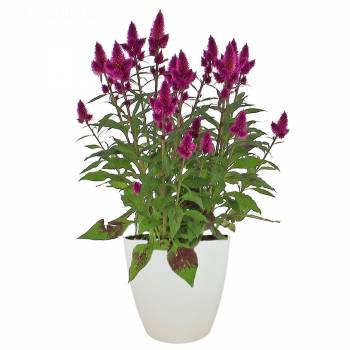 Flowering plant - Celosia Deep Purple