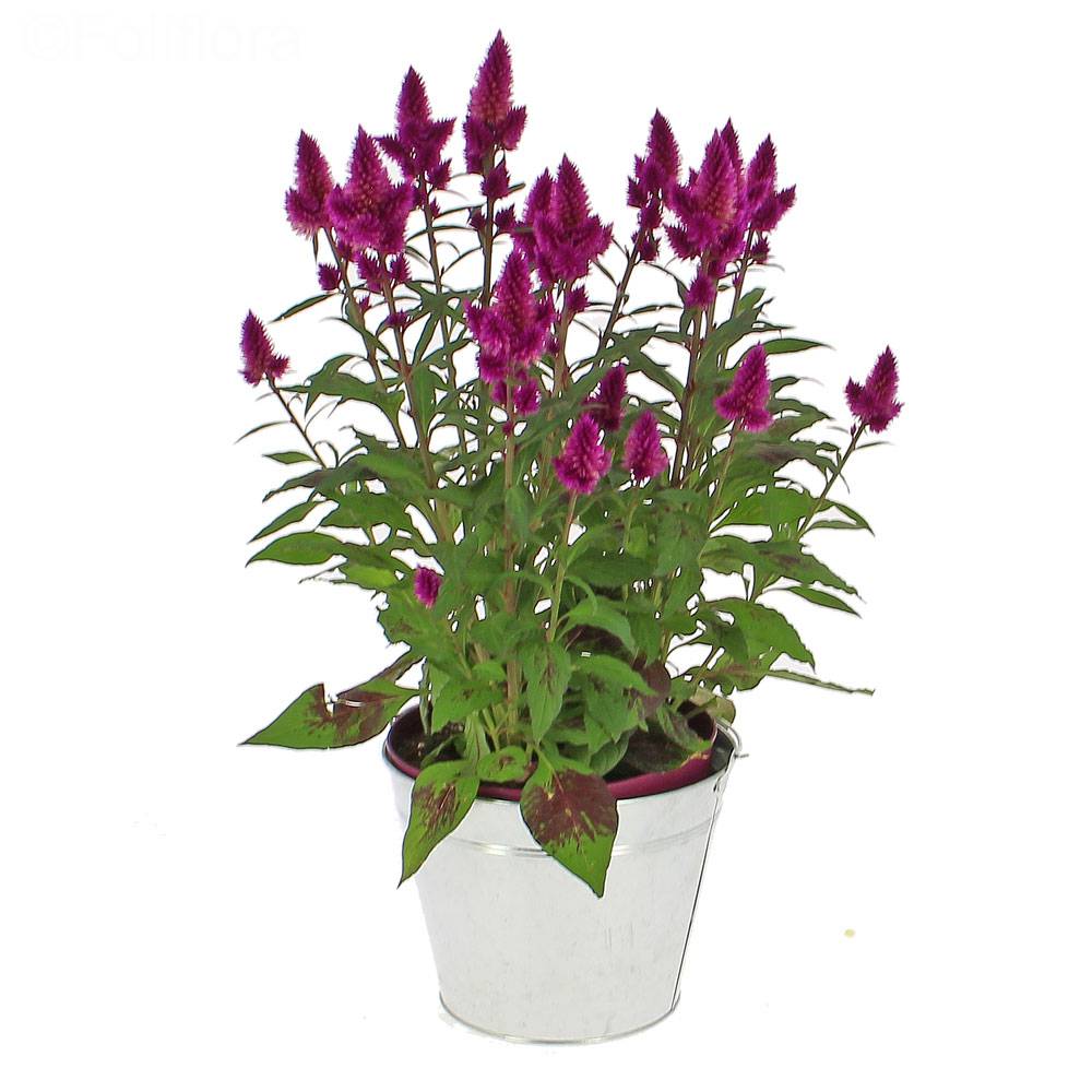 Livraison célosie deep purple - Plante fleurie - Foliflora