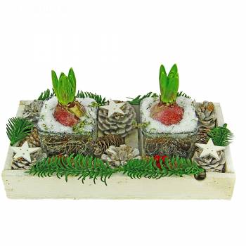 Plante fleurie - Centre de table