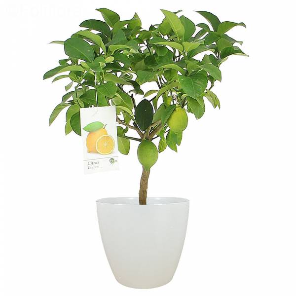 Citronnier