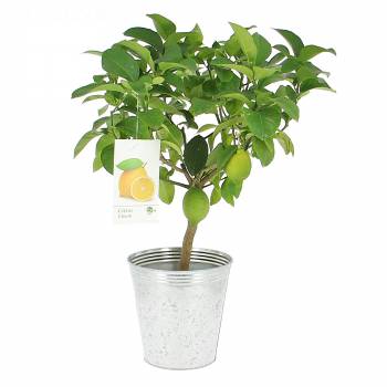 Fruit tree - Lemon