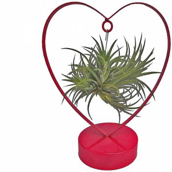 Plante - Coeur rouge  Tillandsia