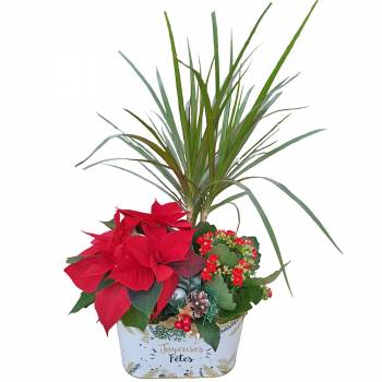 Plant - Christmas composition