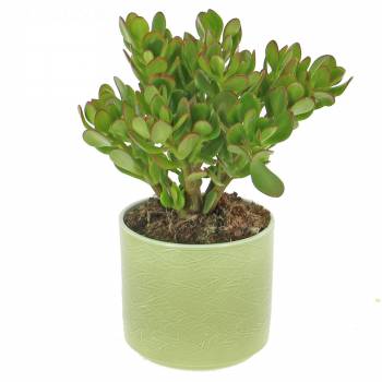 Plant - Jade tree