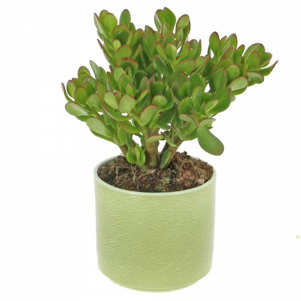 Jade tree