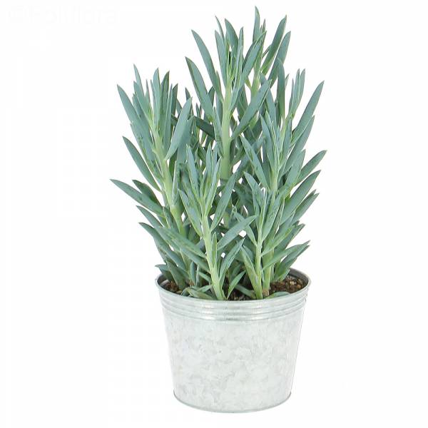 Curio ficoides