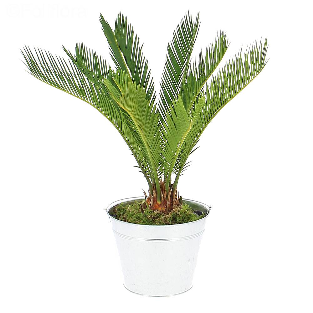 Livraison palmier de la paix - Plante verte - Foliflora