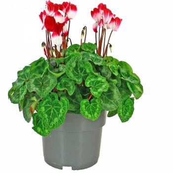 Flowering plant - Cyclamen