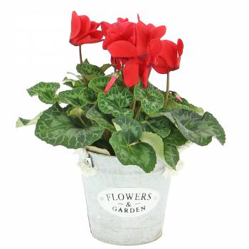 Flowering plant - Autumn Cyclamen