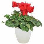 cyclamen-d-automne
