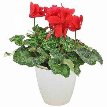 Plante fleurie - Cyclamen d'Automne